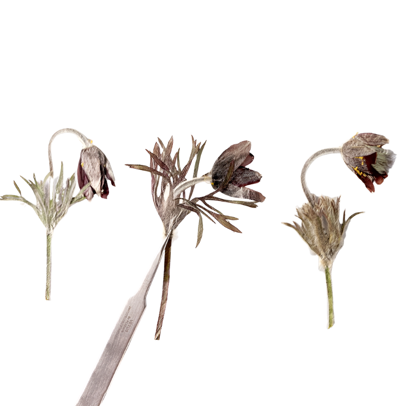 20 PCS Set (4-7CM) Real Pressed Flower with stems, Dried Pressed Ivory Flower Stems, Pressed Brown Dried flat flowers