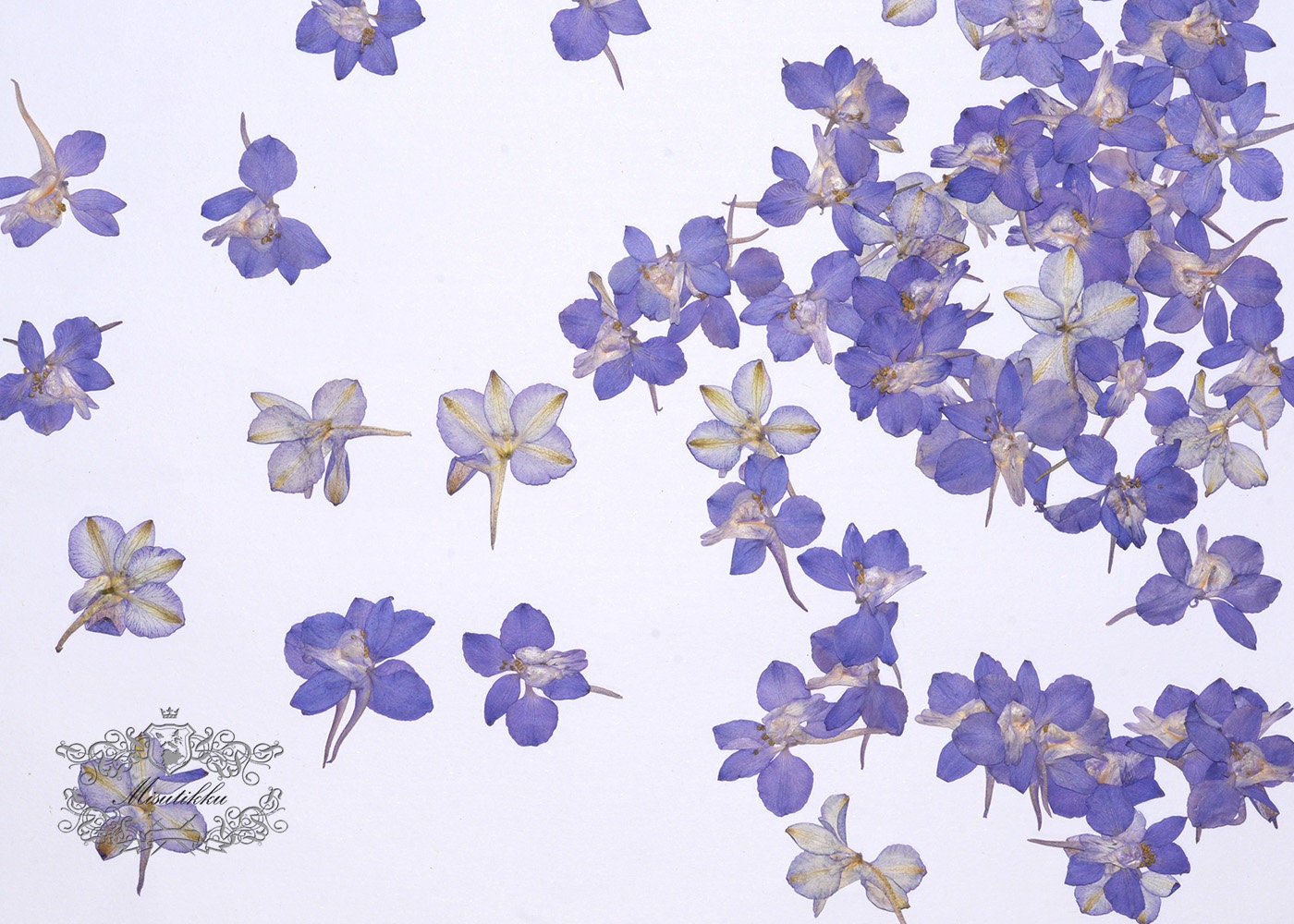 20 PCS Set (3-4CM) Pressed Dried Flower, Dried Purple Flower, Pressed Purple Flower, Real Flat Purple Pressed Flowers, Preserved Real Flower