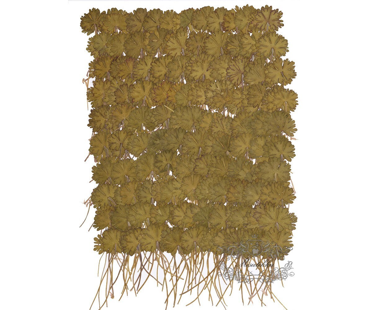 20 PCS Set (3-5CM) Pressed Dried Leaves Flat pressed Dry flower Green Real Pressed Leaf real flowers Fern pressed Floral wildflowers