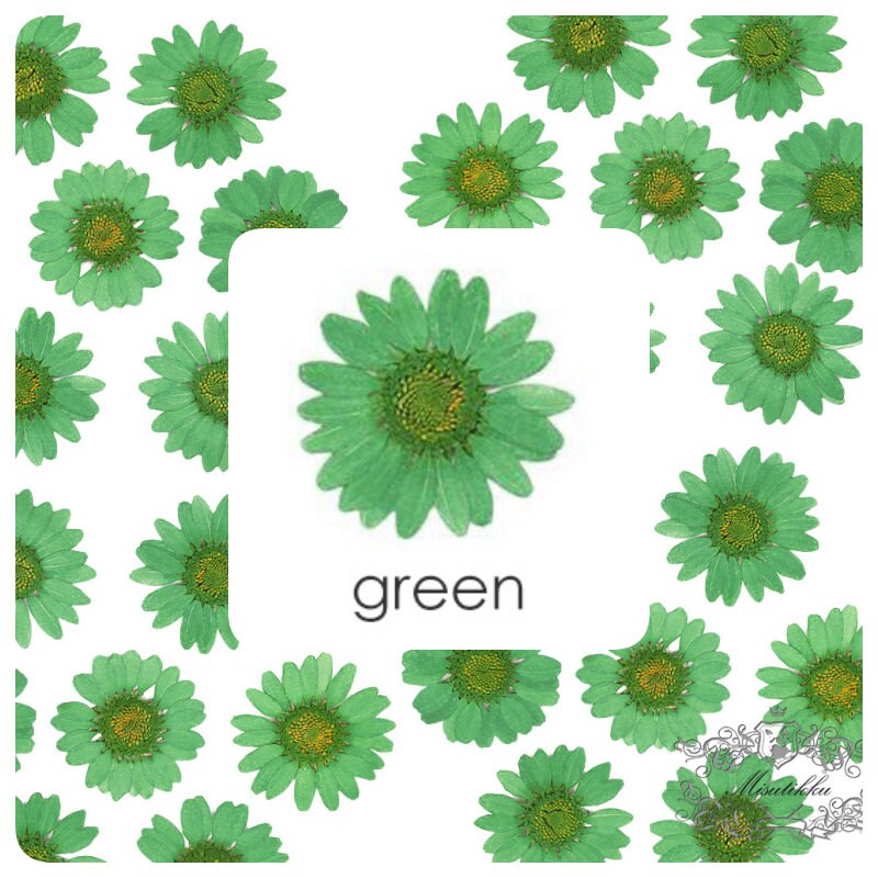 20 PCS Set (2-3CM) Mixed Daisy Pressed Dried Flower, Pressed Dried Flat Daisies, Real Green Daisy Flowers, Pressed Green Daisies Flowers