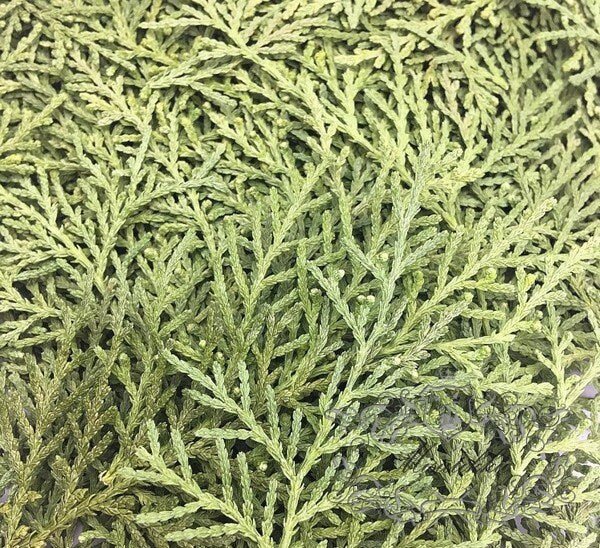 20 PCS Pressed Fern Pressed Leaves Real Fern dry Greeny Flower Preserved Leaf Foliage Stems Flat Dried Petal Greens resin inclusions (4-7CM)