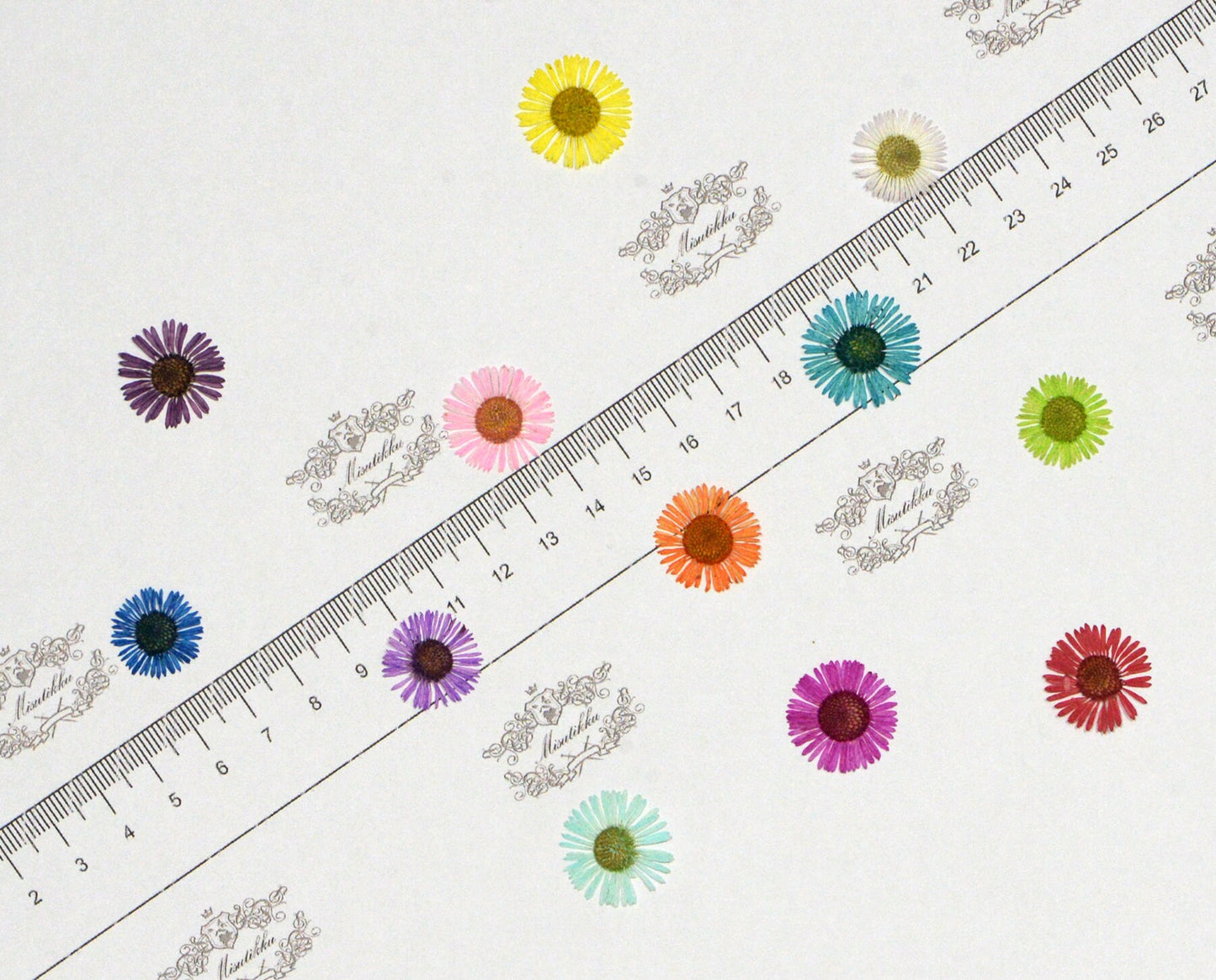 20 PCS/Pack (1-1.5CM) Pressed Flower Daisy Mixed Fleabane Real Dried Pressed flower Pressed Small Flat Flower Preserved Dry Daisies Bulk