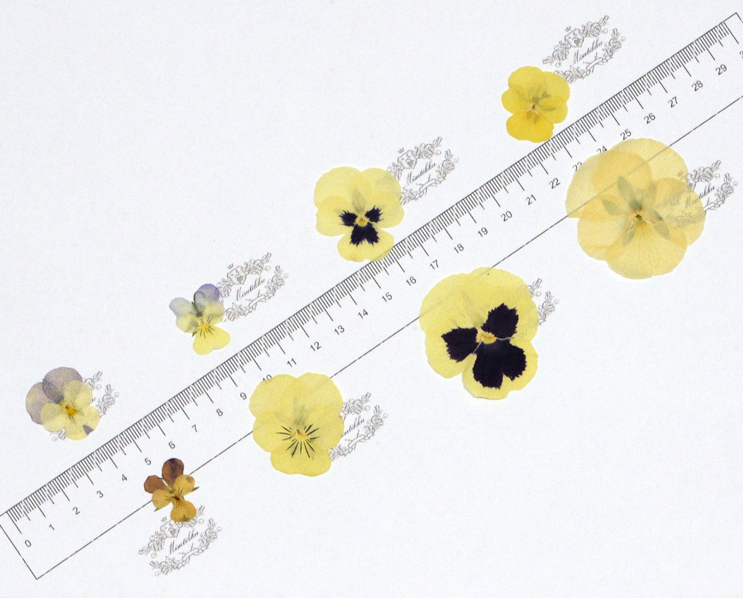 20 PCS/Set (2-4CM) PANSY Pressed Dried Flowers Yellow Pansies Viola Flowers Dry Natural Real Pansy Preserved Wildflower Flat Pansy Flowers