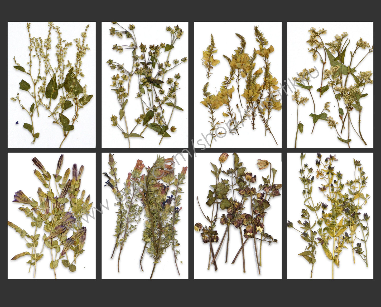 20 PCS Set Pressed Flower with Stems, Ivory Pressed Flower Dried, Pressed White Flat Dry Flowers, Preserved Real Dried Wild Flowers Foliage