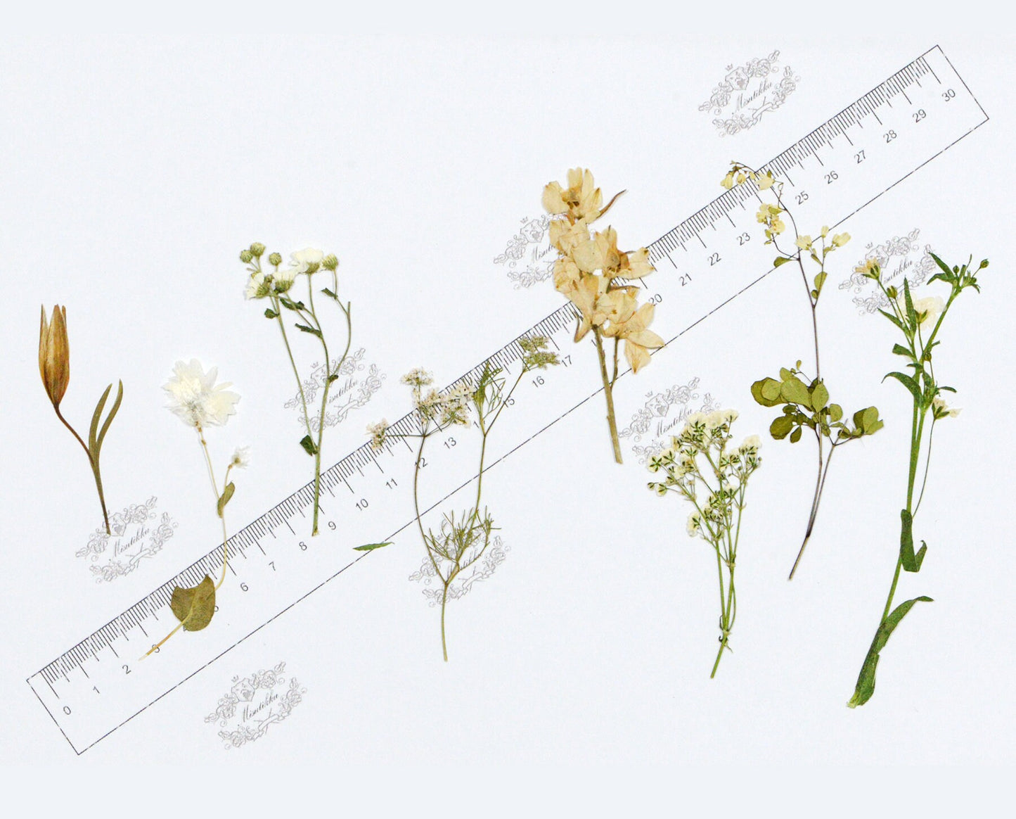 20 PCS Set Pressed Dried Flower with Stems, Ivory White Pressed Flower, Pressed Brown Leaves Flat Flowers, Preserved Real Dry Wild Flowers