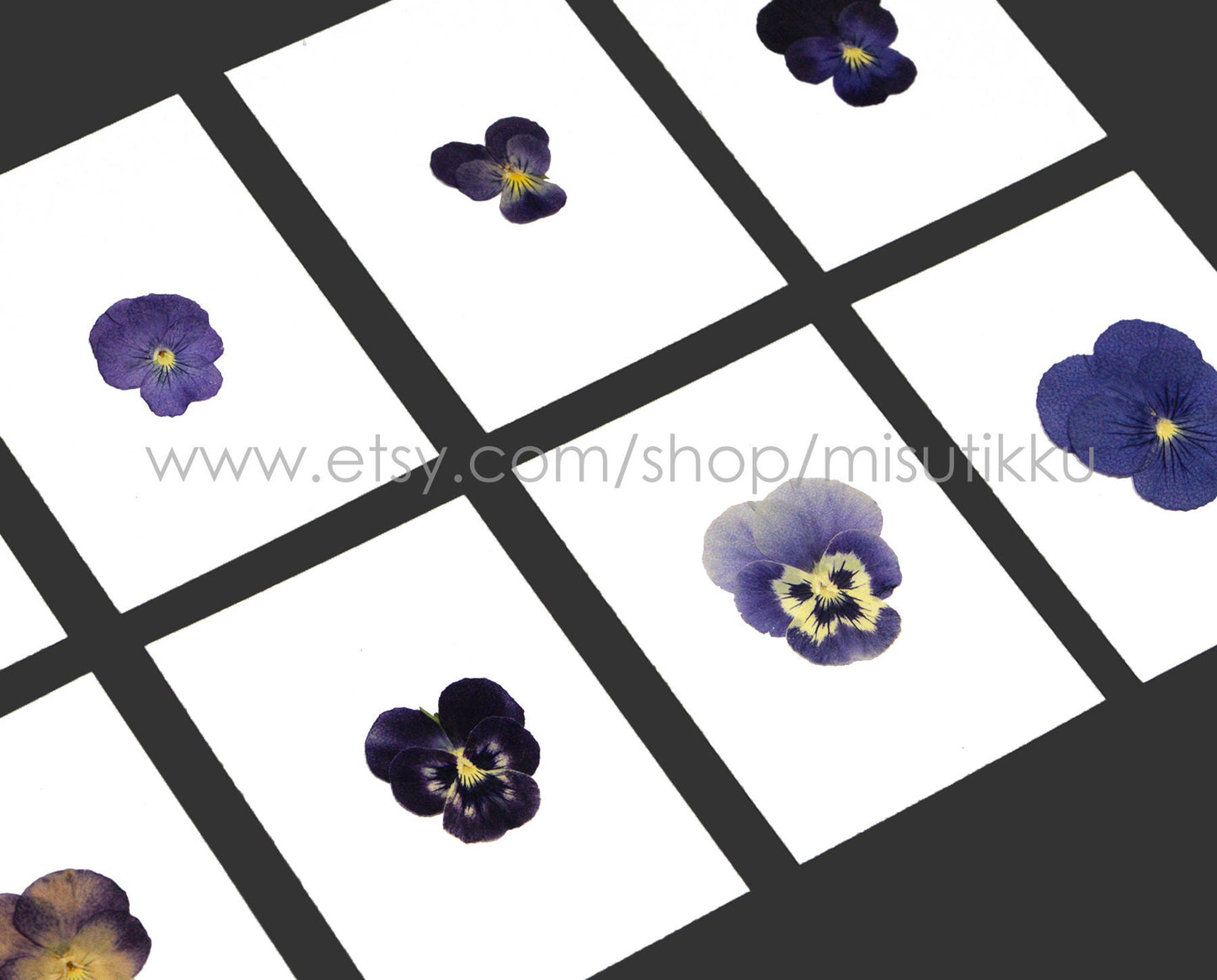 20 PCS/PACK (1.5-5CM) Pressed Dried Pansy Flowers Mixed real Pansy Viola Flower Dry Purple flowers Flat Blue Pansies Pressed Viola Flower