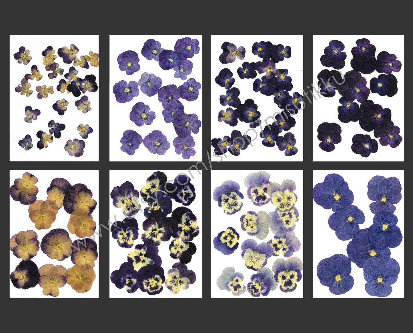 20 PCS/PACK (1.5-5CM) Pressed Dried Pansy Flowers Mixed real Pansy Viola Flower Dry Purple flowers Flat Blue Pansies Pressed Viola Flower