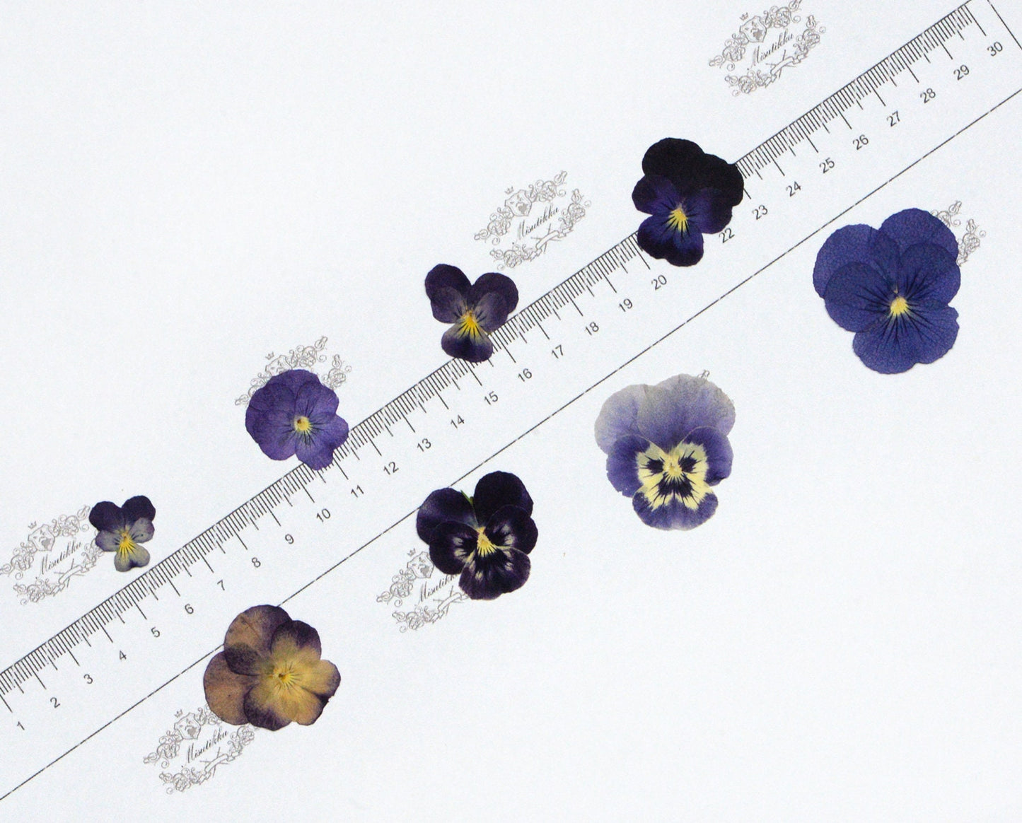 20 PCS/PACK (1.5-5CM) Pressed Dried Pansy Flowers Mixed real Pansy Viola Flower Dry Purple flowers Flat Blue Pansies Pressed Viola Flower