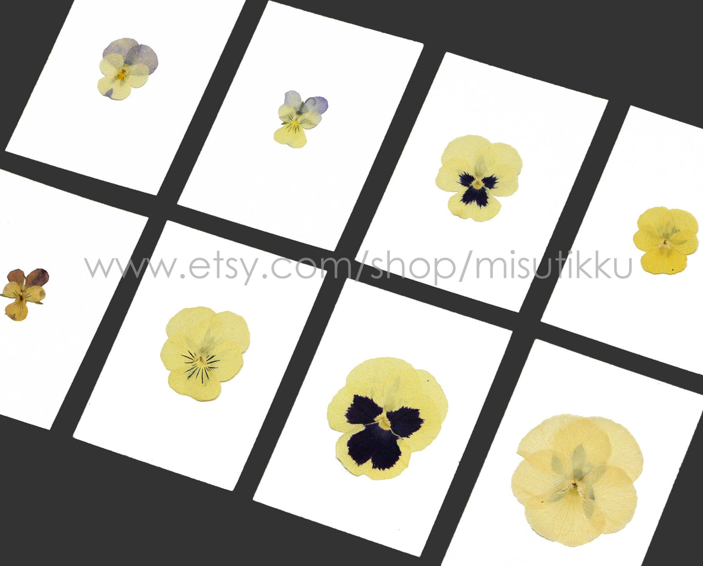 20 PCS/Set (2-4CM) PANSY Pressed Dried Flowers Yellow Pansies Viola Flowers Dry Natural Real Pansy Preserved Wildflower Flat Pansy Flowers
