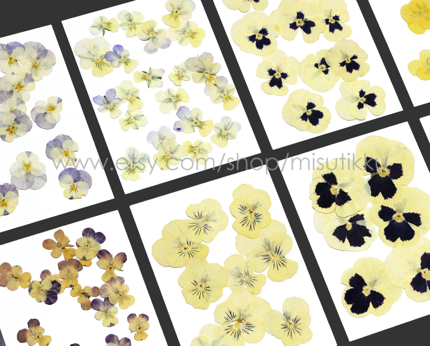 20 PCS/Set (2-4CM) PANSY Pressed Dried Flowers Yellow Pansies Viola Flowers Dry Natural Real Pansy Preserved Wildflower Flat Pansy Flowers