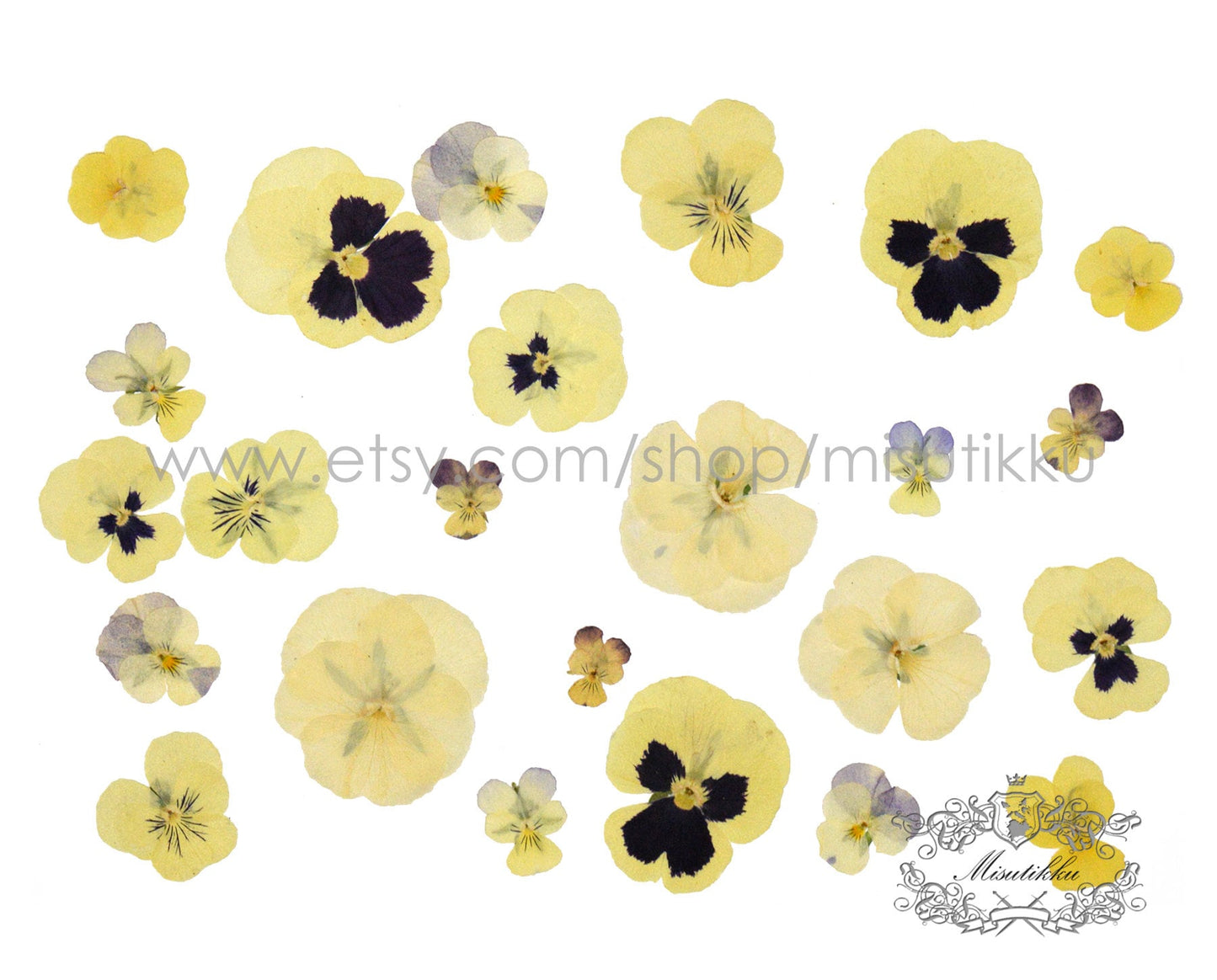 20 PCS/Set (2-4CM) PANSY Pressed Dried Flowers Yellow Pansies Viola Flowers Dry Natural Real Pansy Preserved Wildflower Flat Pansy Flowers
