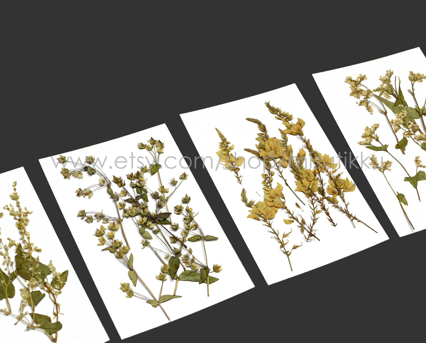 20 PCS Set Pressed Flower with Stems, Ivory Pressed Flower Dried, Pressed White Flat Dry Flowers, Preserved Real Dried Wild Flowers Foliage