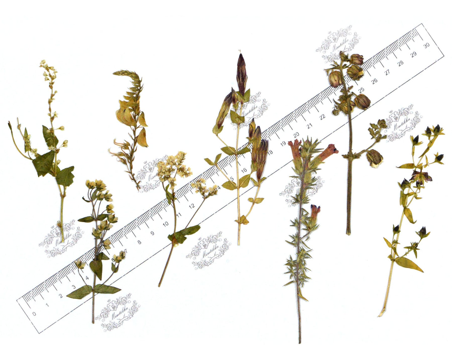 20 PCS Set Pressed Flower with Stems, Ivory Pressed Flower Dried, Pressed White Flat Dry Flowers, Preserved Real Dried Wild Flowers Foliage
