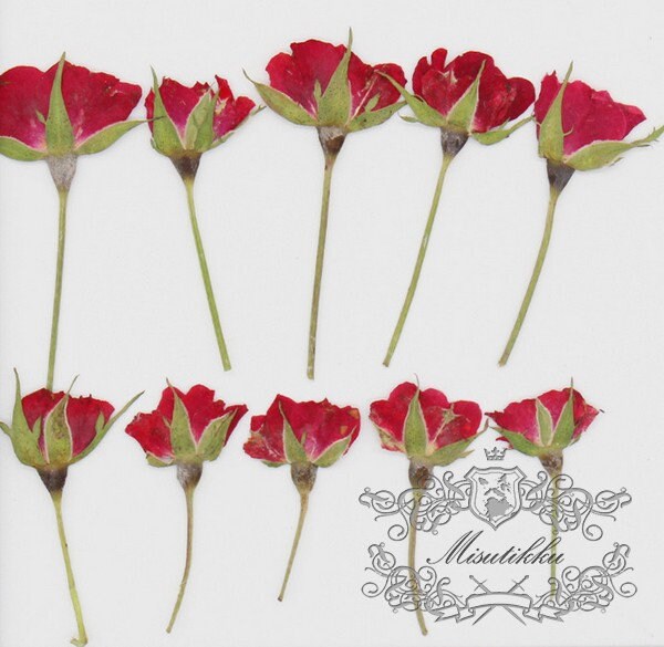 20 PCS/Set (3-5CM) Pressed Dried Red Rose Buds Pressed Real Flowers Tiny Rose Buds Dry Preserved Flowers Small Rose Buds Real Rose Stems