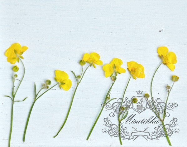 20 PCS Set (5-7CM) Dried Pressed Yellow Buttercup Flower Stems Real Pressed Dry Flowers Natural Preserved Flowers Stems Real Flat Flower