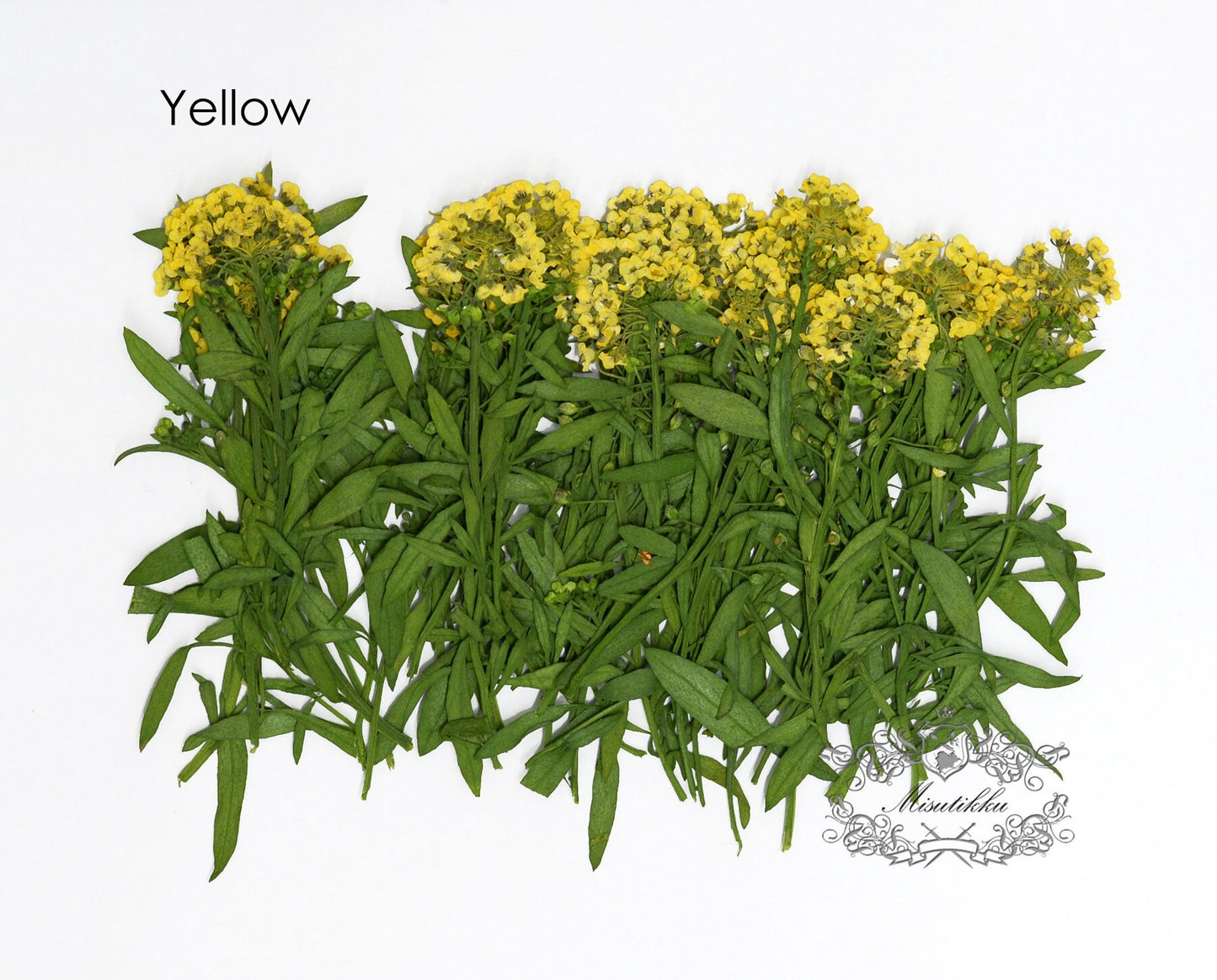 20 PCS Set (5-7CM) Pressed Dried Flowers Alyssum Yellow Flower Stems Dry REAL flower Stems Preserved Flat Preservation Yellow Flowers