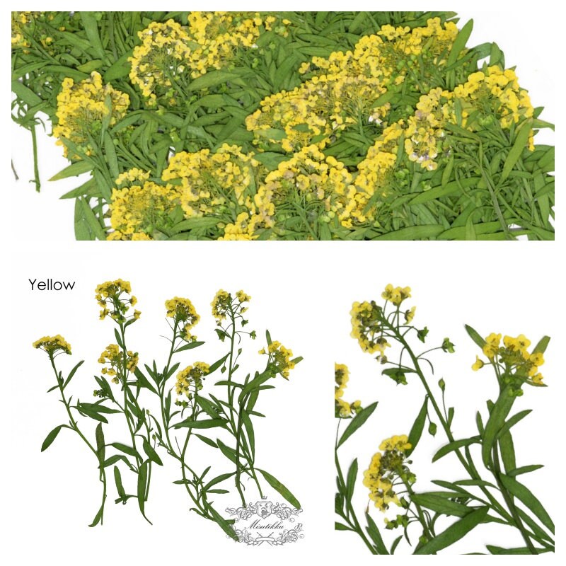 20 PCS Set (5-7CM) Pressed Dried Flowers Alyssum Yellow Flower Stems Dry REAL flower Stems Preserved Flat Preservation Yellow Flowers