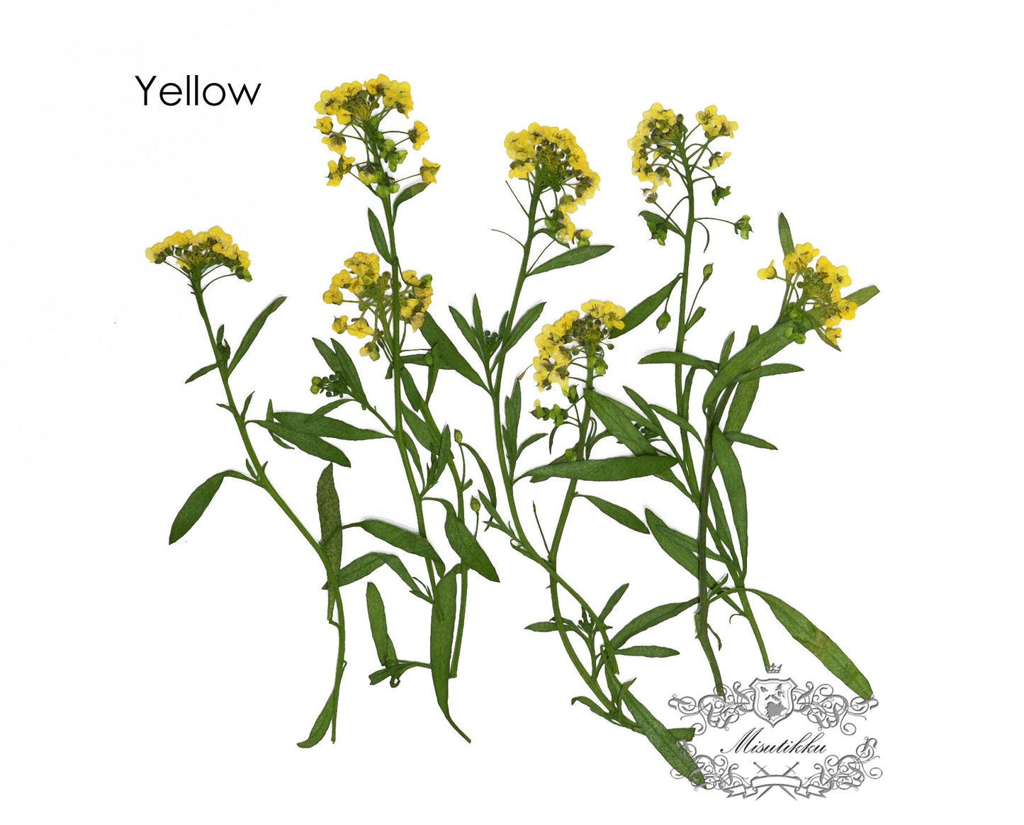 20 PCS Set (5-7CM) Pressed Dried Flowers Alyssum Yellow Flower Stems Dry REAL flower Stems Preserved Flat Preservation Yellow Flowers