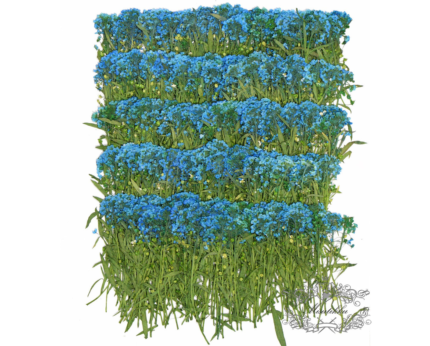20 PCS Set (5-8CM) Dried Pressed Flower, Pressed Blue Alyssum Dried flower Stems, Real Dried Blue Alyssum Flower, Pressed Alyssum Flower