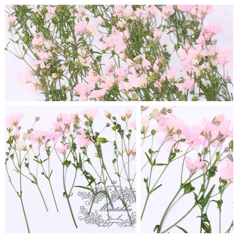 20 PCS/Set (6-9CM) Pressed Real Pink Dried Flower Stems Pressed Real Flowers Dry Natural Preserved Flowers Stems Flat Pink Flower Stems