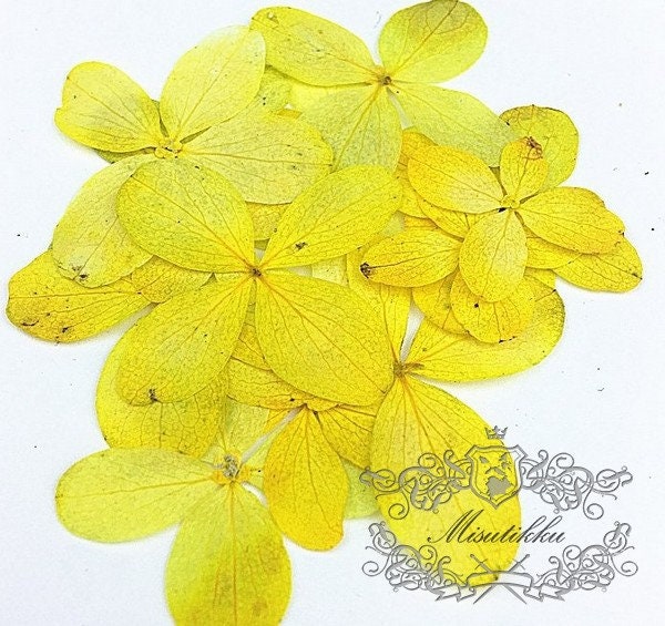 20 PCS Set (2-3CM) Pressed Hydrangea Flower Dried Yellow Hydrangea Preservation Real Flower Pressed flat Flowers Dry Preserved Flowers