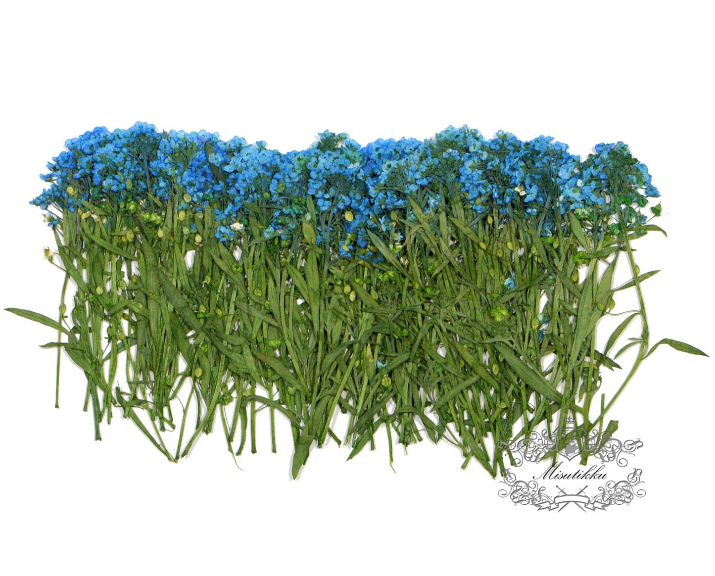 20 PCS Set (5-8CM) Dried Pressed Flower, Pressed Blue Alyssum Dried flower Stems, Real Dried Blue Alyssum Flower, Pressed Alyssum Flower