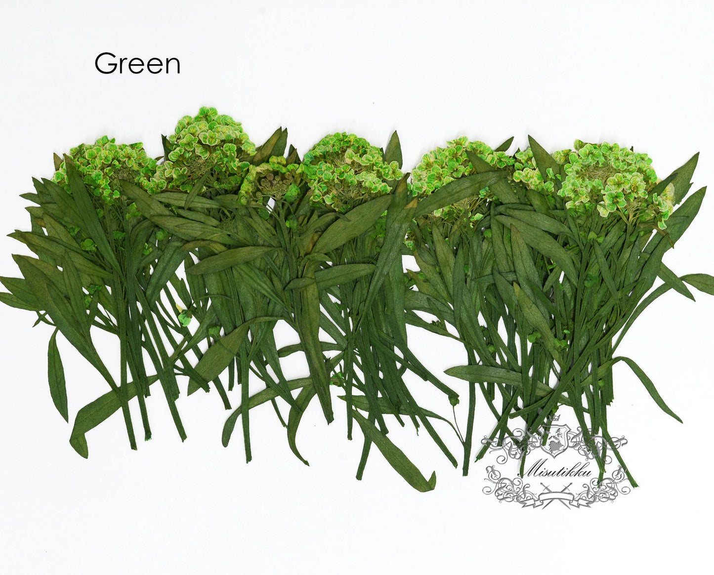 20 PCS Set (5-8CM) Pressed Green Alyssum Flower Stems Real Dry Pressed Natural flowers dried Flat Flowers Preserved Dry Wild Flower