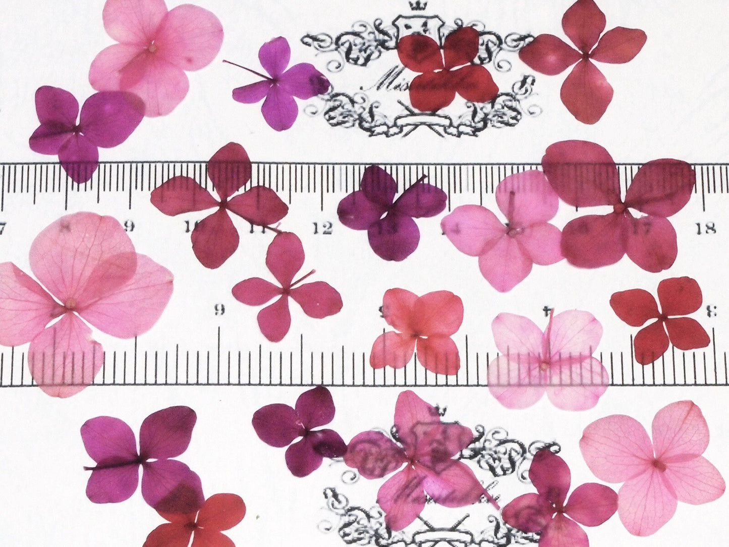 20 PCS/Set (1-3.5CM) Pressed Flower Mixed Assorted Pink Transparent Hydrangea Dried Real Flowers Mix flat Preserved Dry Pink Flowers