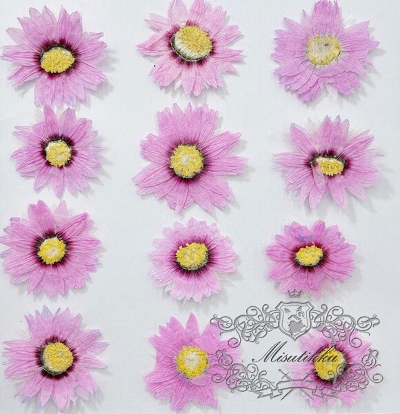 20 PCS Set (2-3CM) Pressed Pink Flowers, Real Dry Flower, Pressed Dried Flowers, Flat Pink Flowers, Pink Dry Flowers, Preserve Pink Flowers