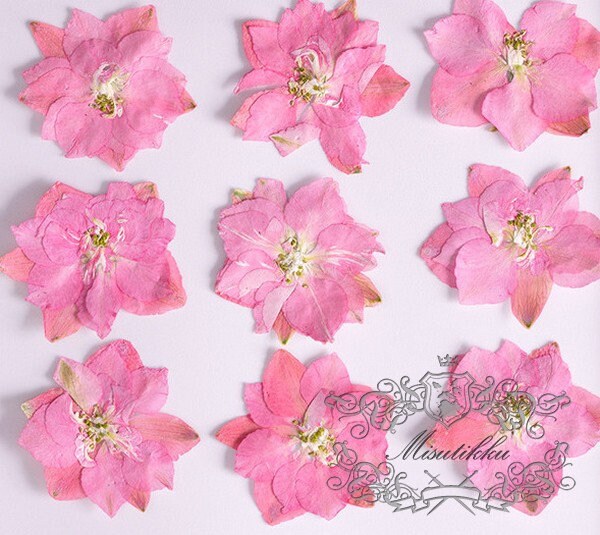 12 PCS/Set (3-3.5cm) Pressed Dried Pink Flower, Presed Dried Flowers, Pressed Flat Pink Dried Flowers, Preserved Dried real Pressed Flowers