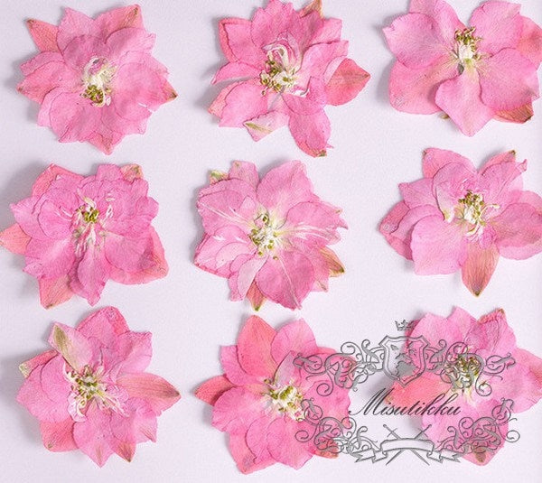 20 PCS/Set (3-3.5cm) Natural Pressed Dried Pink Larkspur Flower Presed Dried Flowers Pressed Flat Pink Dry Flower Preserved Dried Flowers