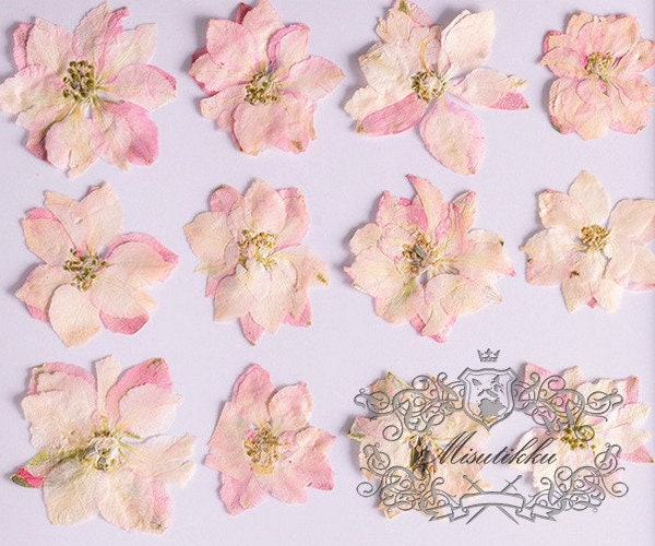 12 PCS/Set (3-3.5cm) Dried Pressed Flower, Light Pink Dried Flowers, Flat Pressed Flower, Preserved Real Pink Flowers, Real dried flower