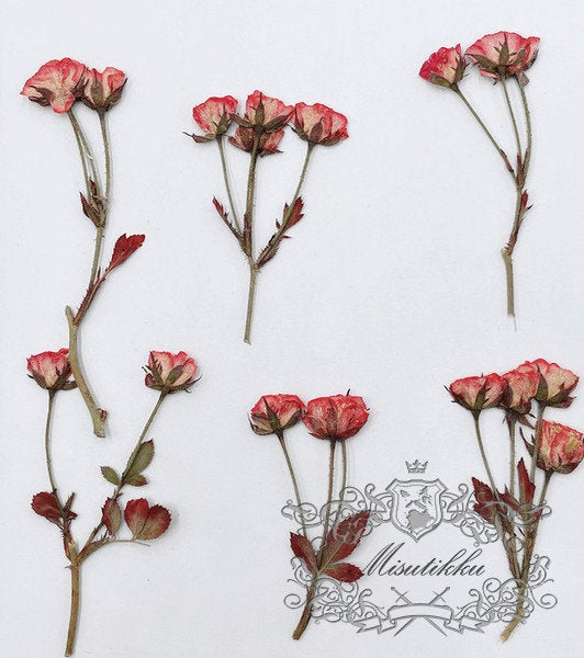 6 PCS/Set (5-7CM) Pressed Rose Stems, Pressed Real Dried Flowers, Red Rose Dried Flowers, Pressed Dried Rose, Dried Pressed Flower Stems