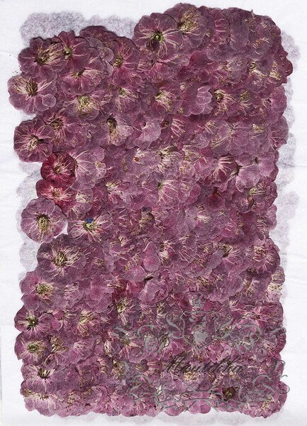 20 PCS Set (2.5-3.5CM)Pressed Dried Flower, Flat Dried Cherry Blossom Flowers, Dried Sakura Flowers, Real Pressed Cherry Blossom Flower,