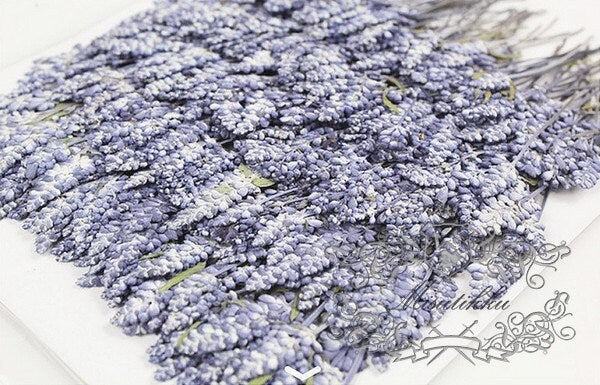 20 PCS Set (6-9CM) Dried Pressed Flower Blue Salvia, Dried Salvia Flowers, Real Pressed Salvia Flower, Flat Preserved Salvia flower Stems