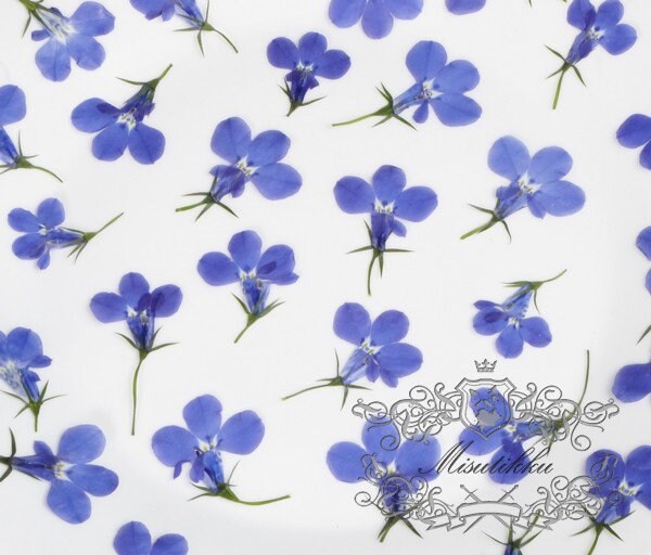 20 PCS Set (1-2CM) Dried Pressed Flower, Flat Dried Flower Mauve lobelia, Pressed Blue Lobelia Flowers, Real Pressed Mauve lobelia Flower