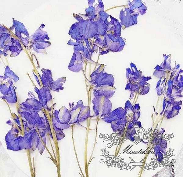 6 PCS Set (4-7CM) Pressed Purple Flowers Stems, Pressed Purple Dried Flowers, Flat Pressed Flower Stems, Preserved Real Dried Flower stems