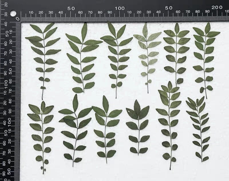 12 PCS Set (5-8CM) Pressed Leaves, Real Dried Dark Green Leaves, Flat Dried Leaves, Preserved Dried Fern Greenery, Pressed Flower Leaves