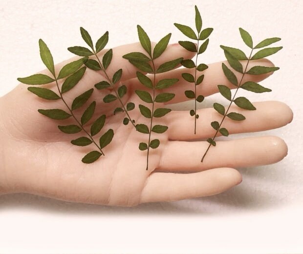 12 PCS Set (5-8CM) Pressed Leaves, Real Dried Dark Green Leaves, Flat Dried Leaves, Preserved Dried Fern Greenery, Pressed Flower Leaves