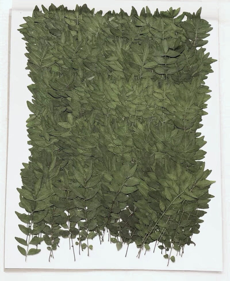 12 PCS Set (5-8CM) Pressed Leaves, Real Dried Dark Green Leaves, Flat Dried Leaves, Preserved Dried Fern Greenery, Pressed Flower Leaves