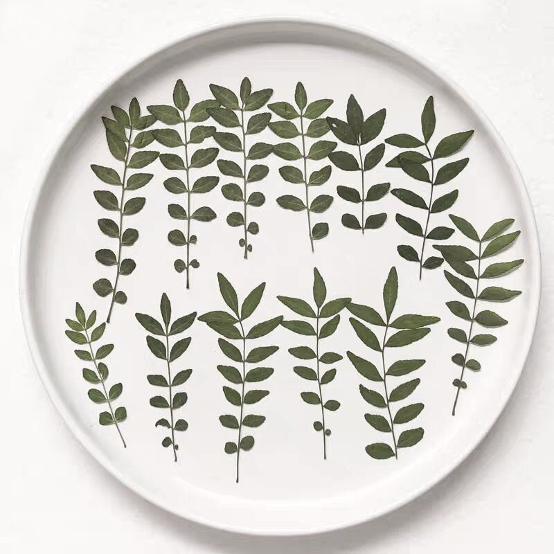 12 PCS Set (5-8CM) Pressed Leaves, Real Dried Dark Green Leaves, Flat Dried Leaves, Preserved Dried Fern Greenery, Pressed Flower Leaves