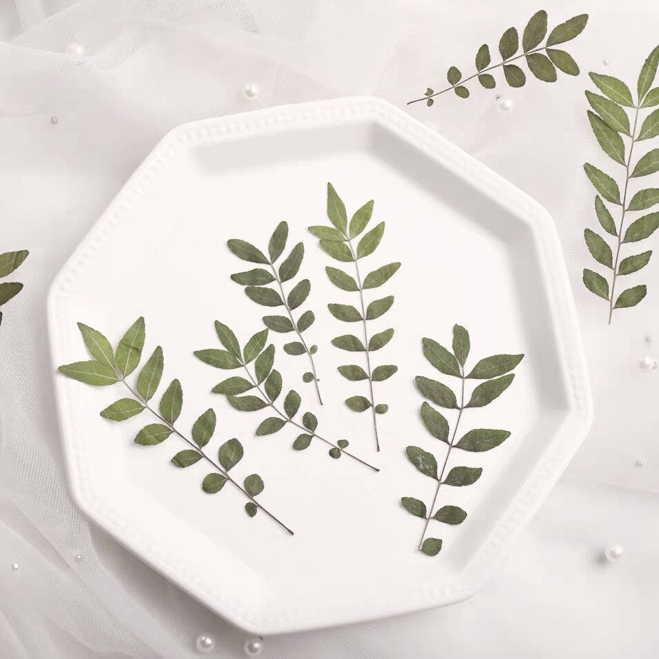 12 PCS Set (5-8CM) Pressed Leaves, Real Dried Dark Green Leaves, Flat Dried Leaves, Preserved Dried Fern Greenery, Pressed Flower Leaves