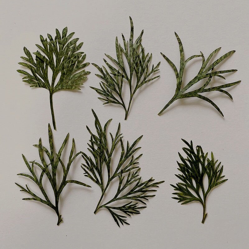 20 PCS Pressed Dried Leaves, Dried Fern Flat Pressed Leaves, Real Dried Dark green leaves Fern Greeny, Dried Pressed flower Leaves