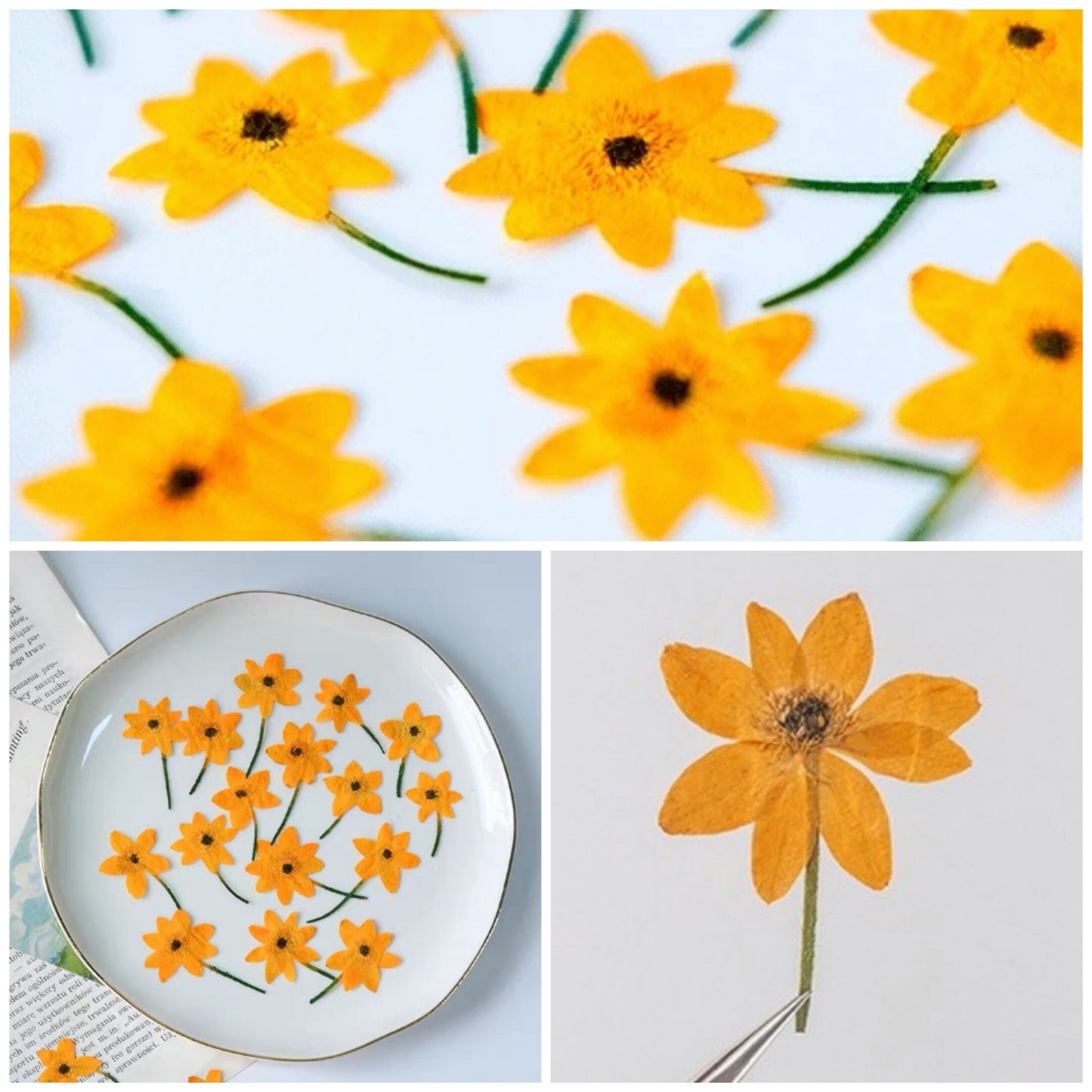 20 PCS Set (4-6CM) Pressed Dried Flower, Flat Daisy Flower Stems, Orange Dried Flower Stems, Pressed Daisies Flower, Preserved real Flowers