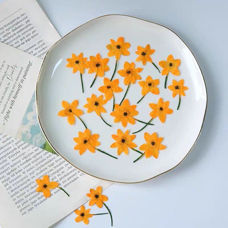 20 PCS Set (4-6CM) Pressed Dried Flower, Flat Daisy Flower Stems, Orange Dried Flower Stems, Pressed Daisies Flower, Preserved real Flowers