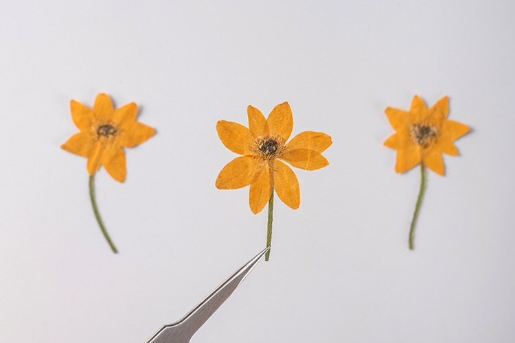 20 PCS Set (4-6CM) Pressed Dried Flower, Flat Daisy Flower Stems, Orange Dried Flower Stems, Pressed Daisies Flower, Preserved real Flowers