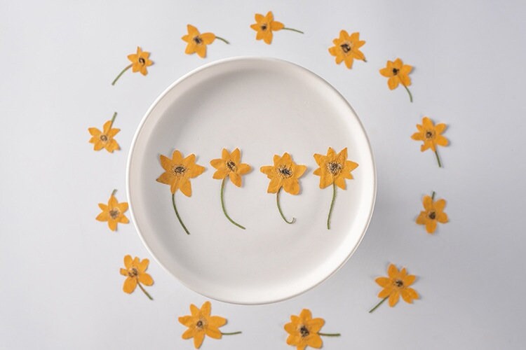 20 PCS Set (4-6CM) Pressed Dried Flower, Flat Daisy Flower Stems, Orange Dried Flower Stems, Pressed Daisies Flower, Preserved real Flowers