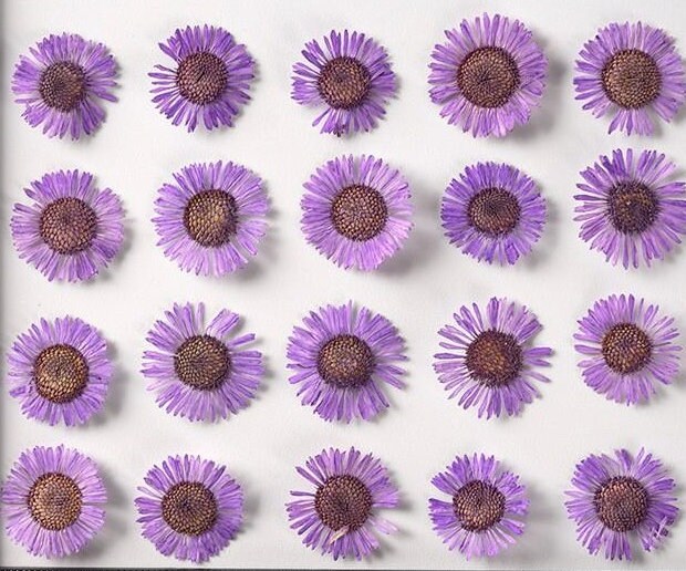 20 PCS (1-1.5CM) Pressed Purple Flower Pressed Dried Fleabane Flower, Real Purple pressed Flower, Pressed Flat Flower, Dried Daisy Flower