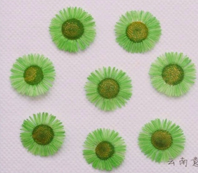 20 PCS (1-2CM) Pressed Dried Flower, Green Fleabane Flower, Preservation Dried Real Flowers, Pressed flat Flower, Small Flower Preserved