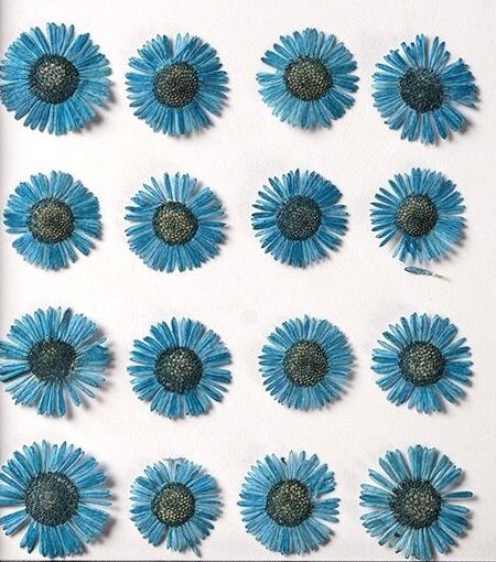 20 PCS Set (1-1.5CM) Dried Pressed Flower, Flat Dried Flowers Fleabane, Pressed Blue daisy Flowers, Real Pressed Dried Fleabane Flowers